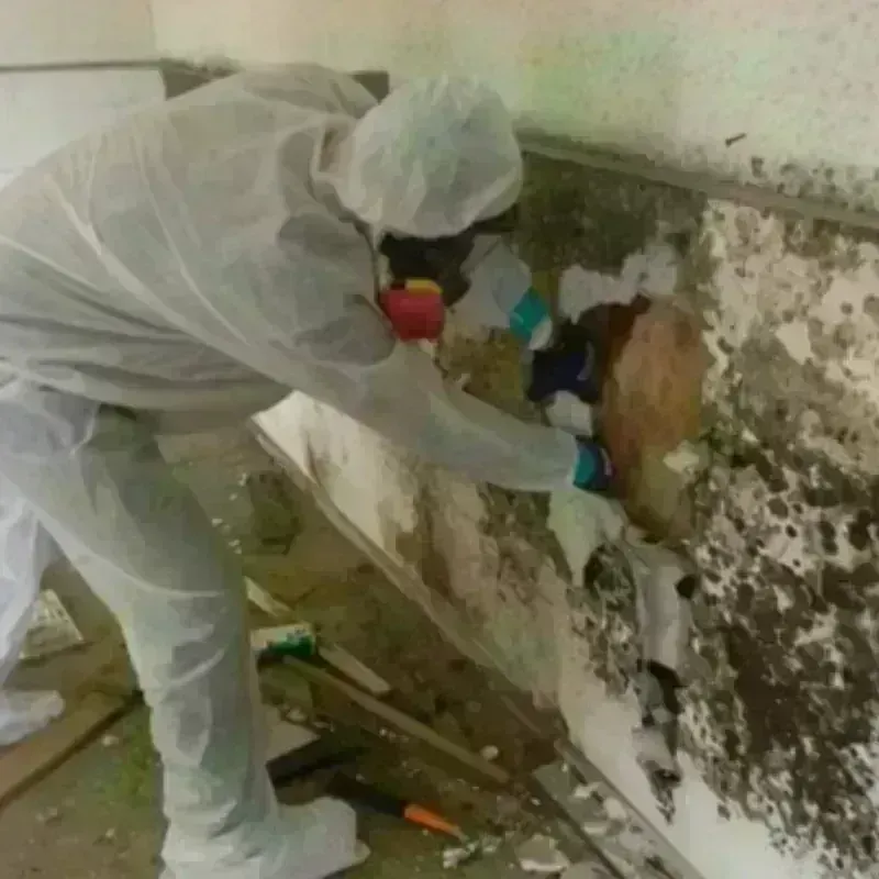 Mold Remediation and Removal in Jamaica, VT